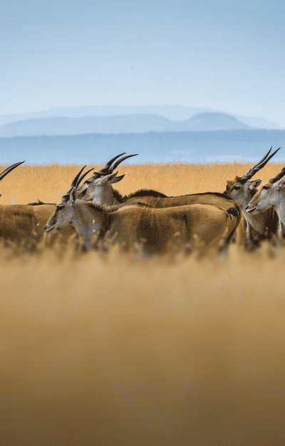 Kenya tourist attraction